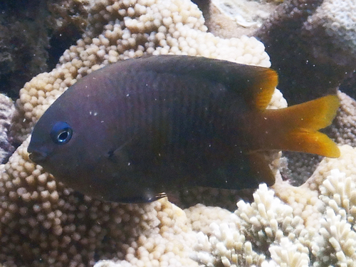 Plectroglyphidodon luteobrunneus