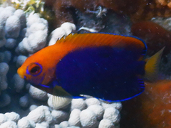 Centropyge acanthops