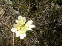 Xanthosia tomentosa