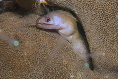 Gymnothorax buroensis