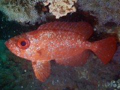 Priacanthus blochii
