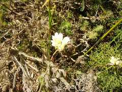 Xanthosia tomentosa