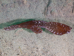 Solenostomus cyanopterus