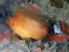 Spottedtail Hawkfish photo 1