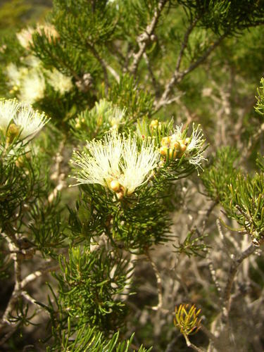 Image of Melaleuca systena by (c) Tony Rebelo, some rights reserved (CC BY-SA)