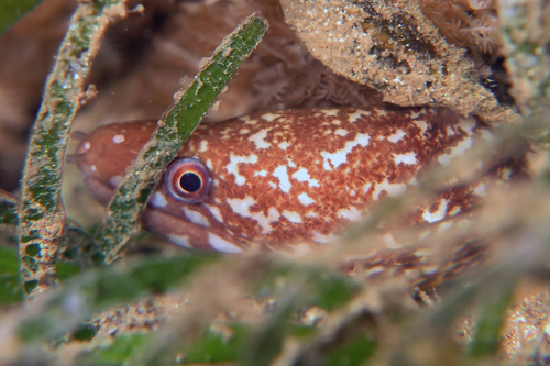 Gymnothorax chilospilus