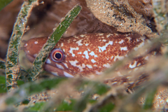 Gymnothorax chilospilus