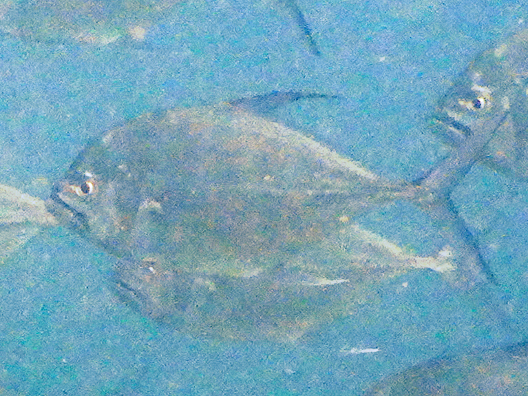 Cale Cale Trevally