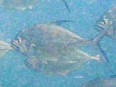 Atropus mentalis