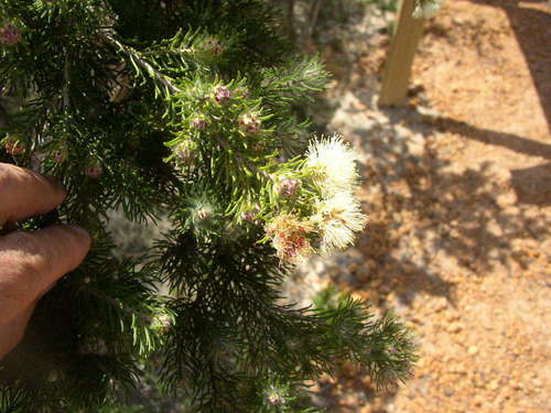 Image of Melaleuca systena by (c) Tony Rebelo, some rights reserved (CC BY-SA)