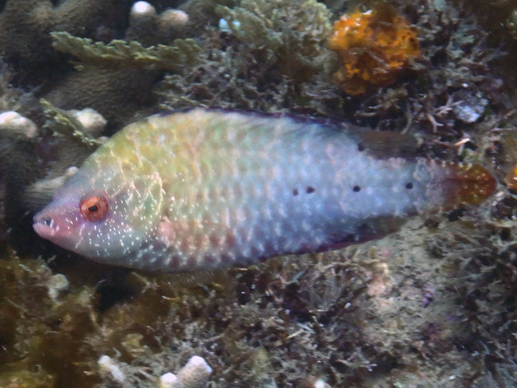 Snooty wrasse