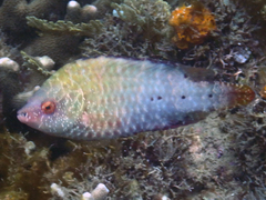 Cheilinus oxycephalus