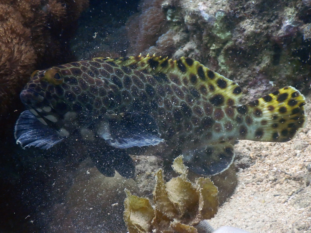 Snubnose Grouper