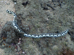 Myrichthys maculosus