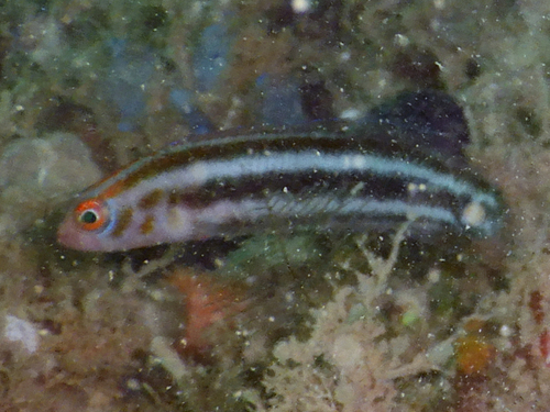 Chlidichthys bibulus