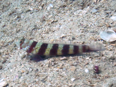 Amblyeleotris wheeleri