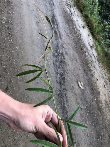 Passiflora andina