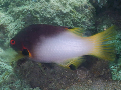Bodianus axillaris