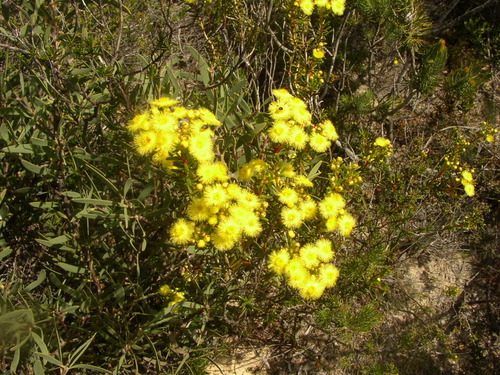 Image of Verticordia nobilis by (c) Tony Rebelo, some rights reserved (CC BY-SA)