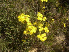 Verticordia chrysantha