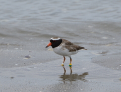 Thinornis novaeseelandiae