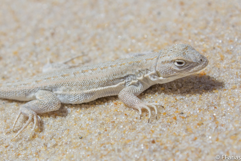 Skull Tree Iguana