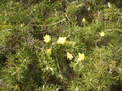 Isopogon