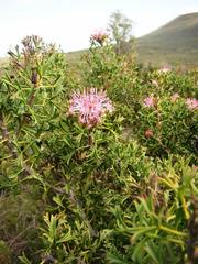 Isopogon