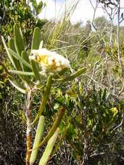 Isopogon