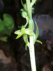 Habenaria furcifera