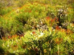 Isopogon