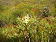 Isopogon