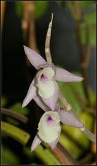 Dendrobium aphyllum