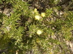 Isopogon