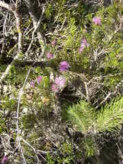 Isopogon