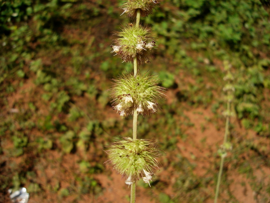 Gymneia