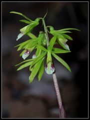 Nervilia concolor