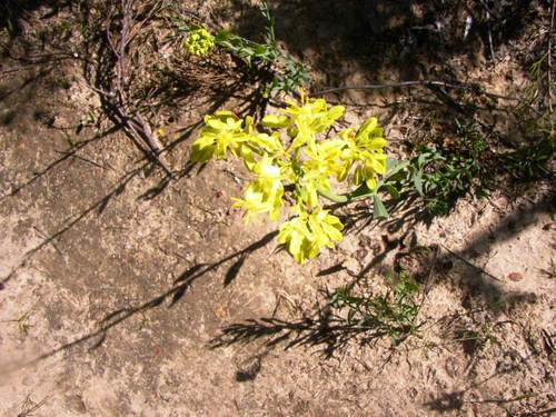 Image of Common Popflower (Glischrocaryon aureum) by (c) Tony Rebelo, some rights reserved (CC BY-SA)