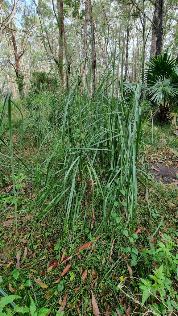 tall saw-sedge from Otford NSW 2508, Australia on June 6, 2023 at 01:32 ...