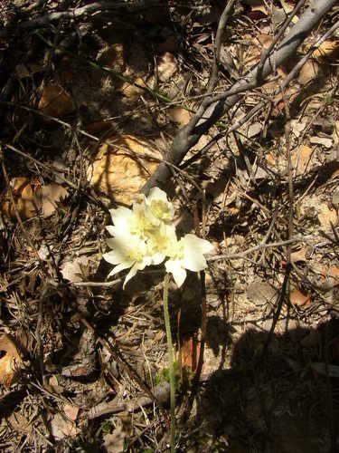 Image of Xanthosia tomentosa by (c) Tony Rebelo, some rights reserved (CC BY-SA)