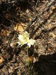 Xanthosia tomentosa