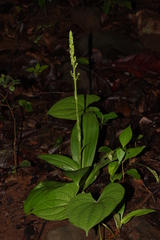 Habenaria furcifera