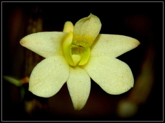 Dendrobium ovatum
