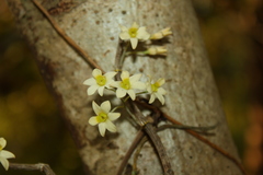 Dendrobium ovatum