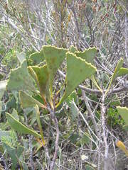 Hakea flabellifolia