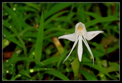 Habenaria grandifloriformis