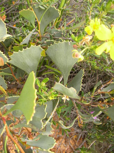 Image of Hakea flabellifolia by (c) Tony Rebelo, some rights reserved (CC BY-SA)