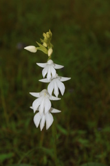 Habenaria suaveolens