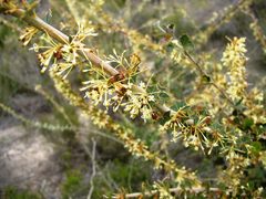 Grevillea uniformis