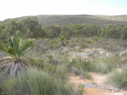 Image of Macrozamia fraseri by (c) Tony Rebelo, some rights reserved (CC BY-SA)